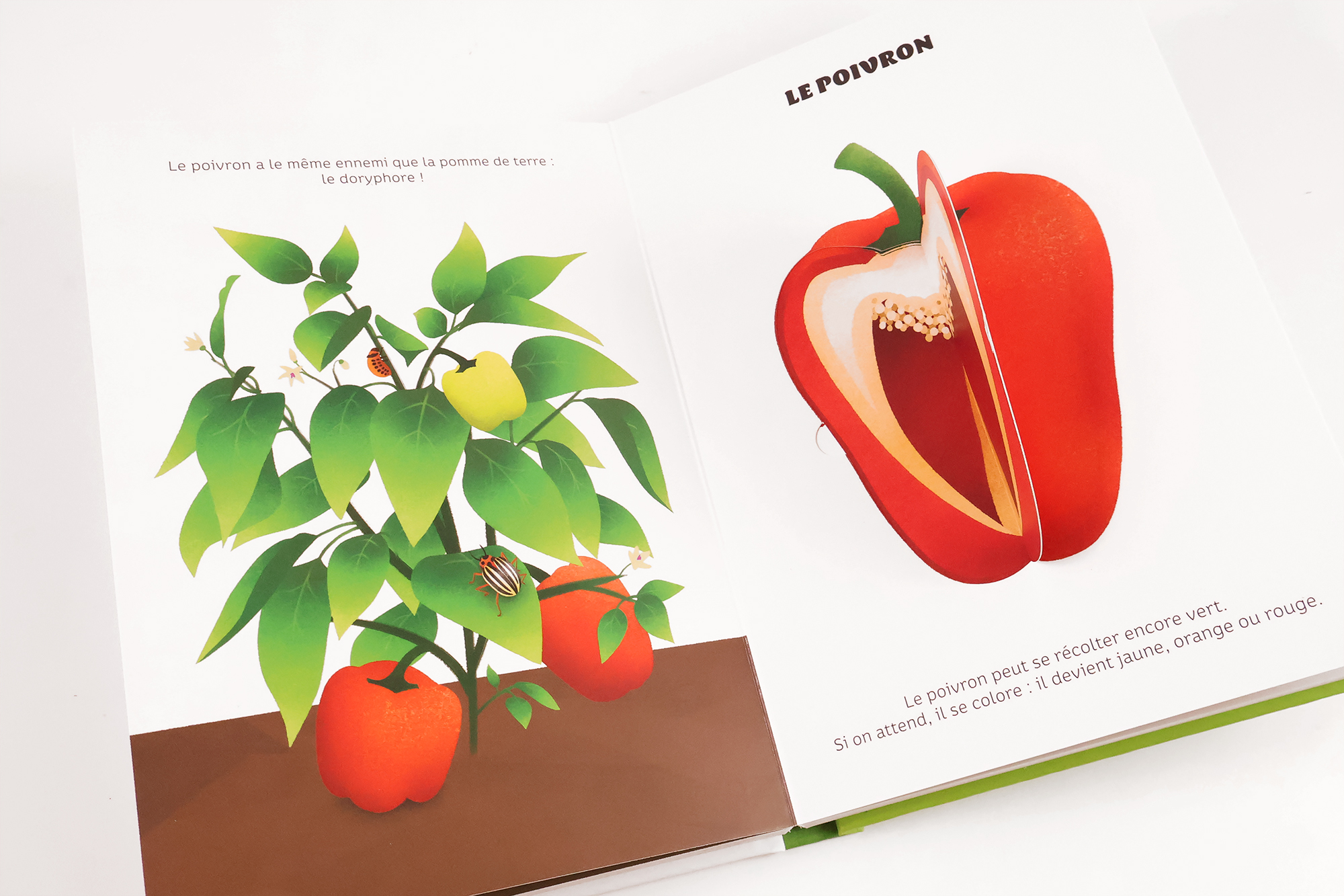 Légumes de saison – Image 5