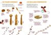 La grande expédition <br/ >de Ravouka <br/ >la souris scientifique – Image 4