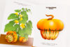 Légumes insolites – Image 2