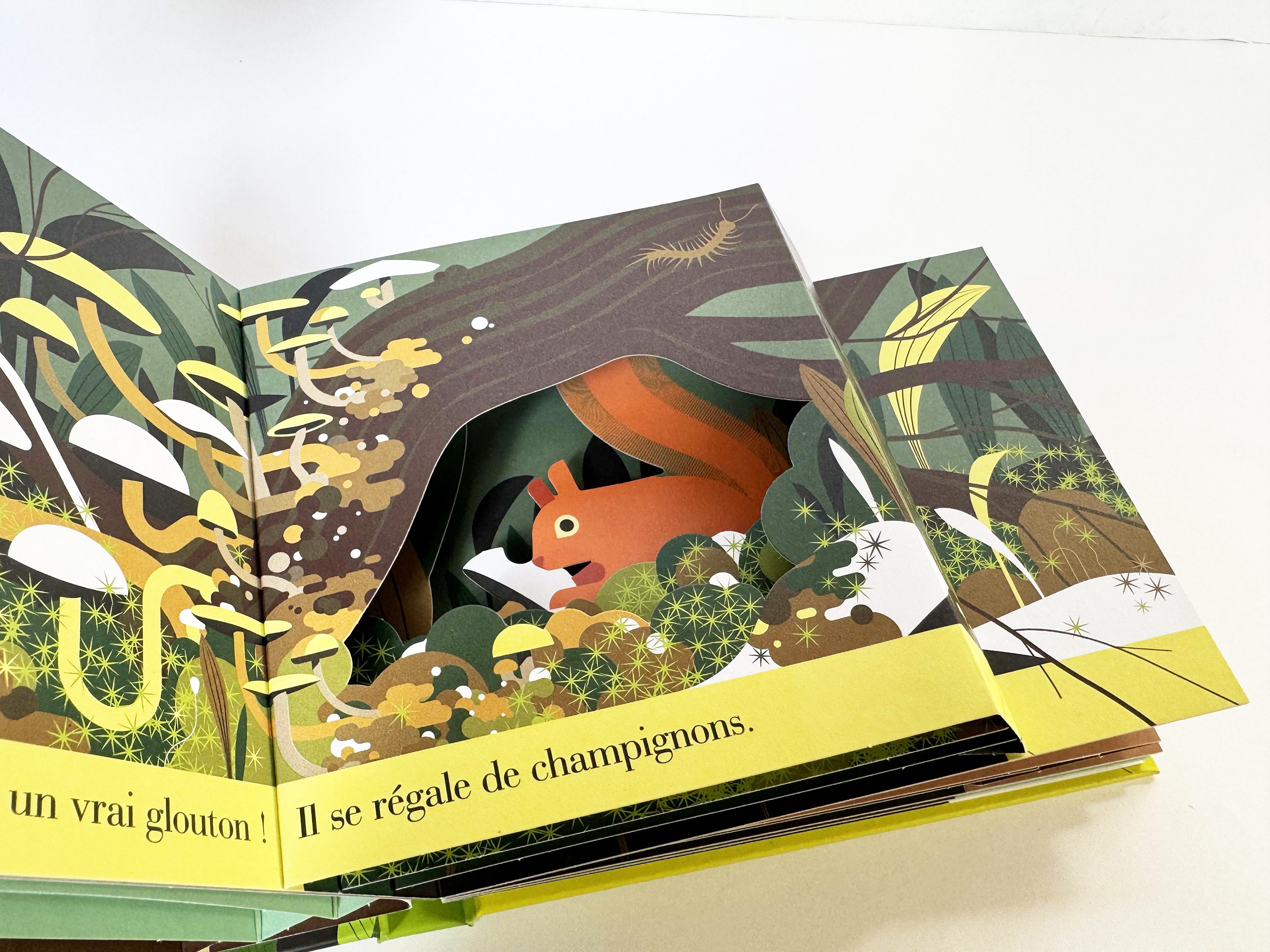 L'écureuil roux <br/ >un habile petit rongeur – Image 4