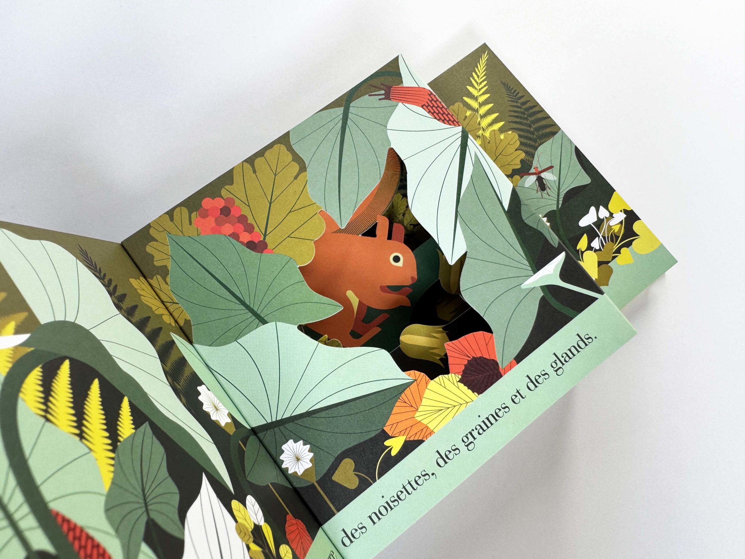 L'écureuil roux <br/ >un habile petit rongeur – Image 3