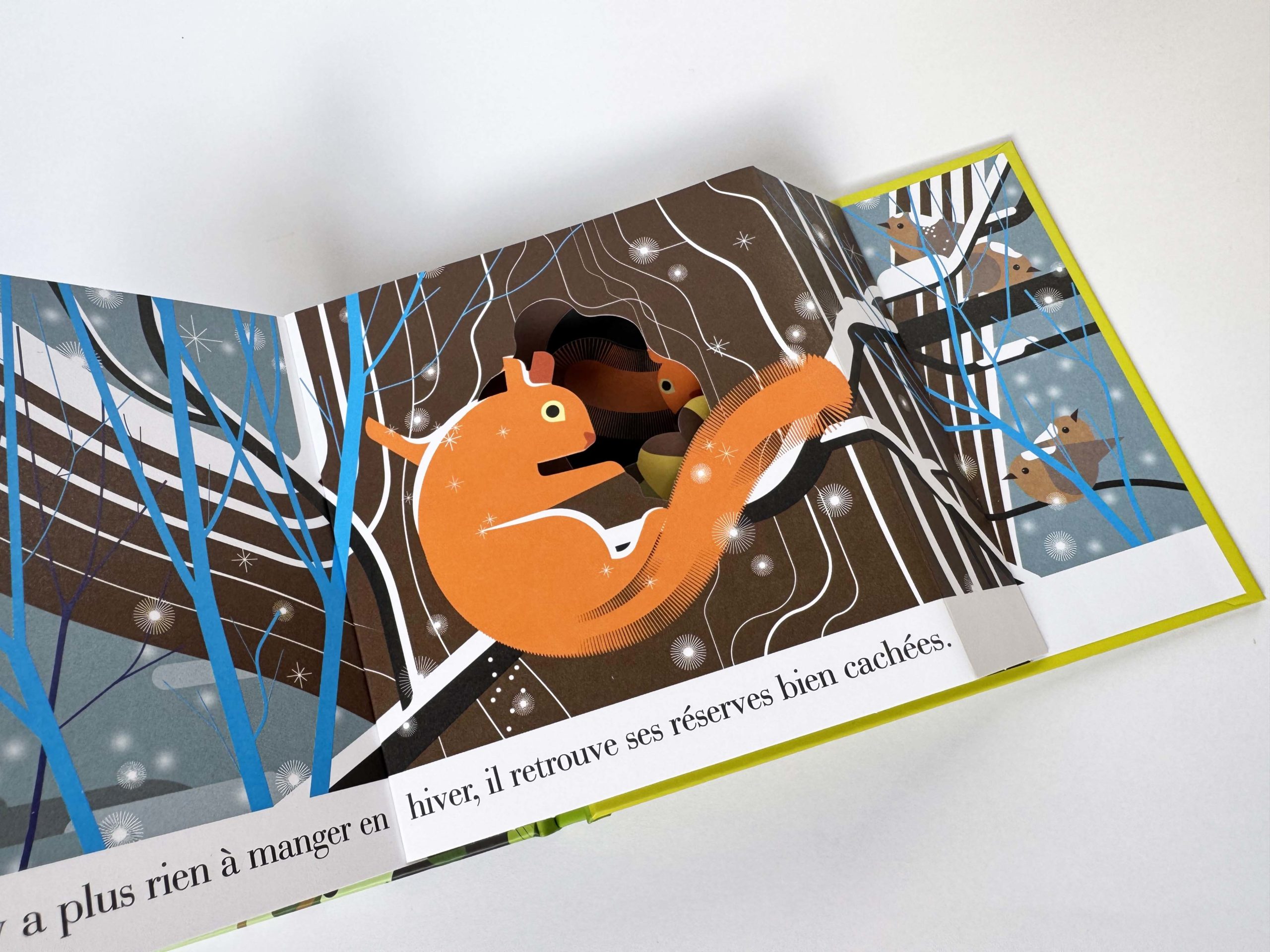 L'écureuil roux <br/ >un habile petit rongeur – Image 6